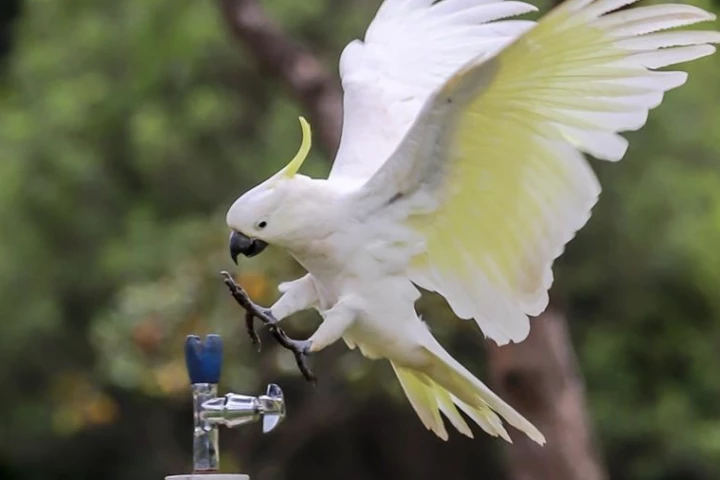 Coming in to land: A cockatoo heads to the park drinking fountain