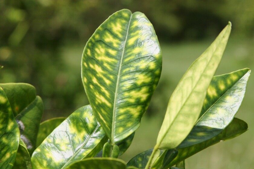 An example of a tree afflicted with huanglongbing, or citrus greening disease