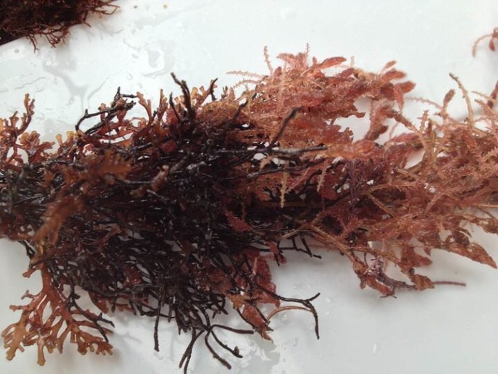 Asparagopsis reduces methane in the lab by up to 99%.