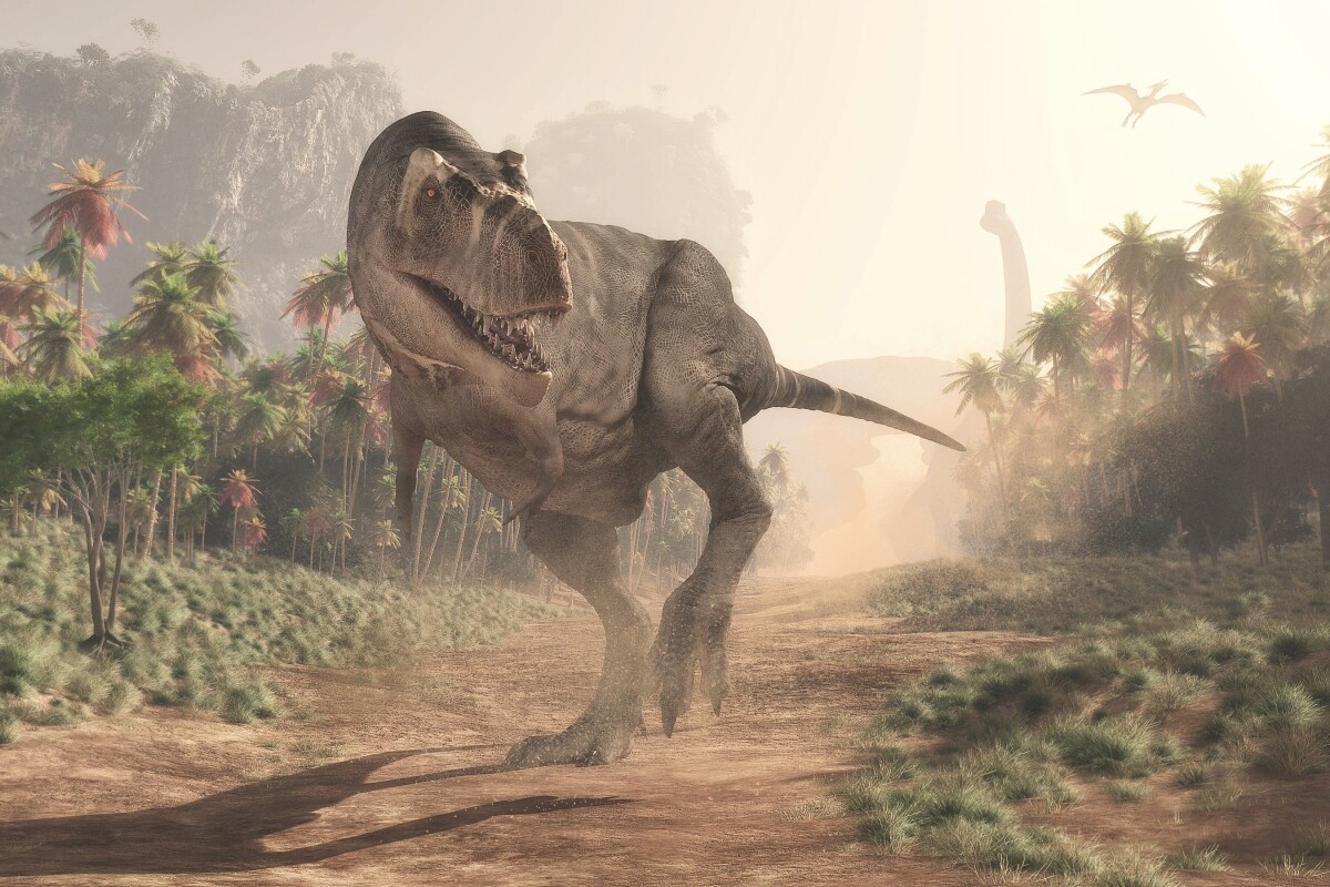 Tyrannosaurus rex likely placed a premium on being able to cover long distances with little effort