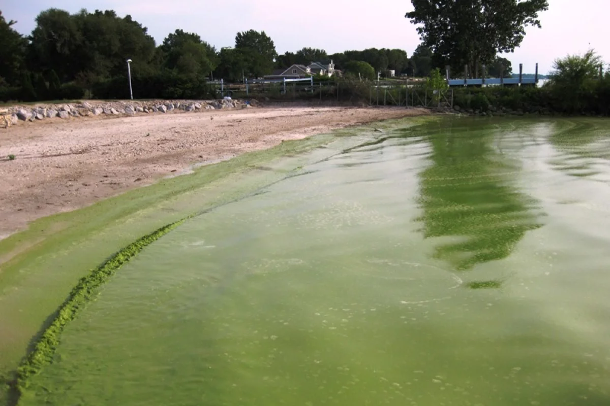 A 2009 algal bloom in Lake Erie