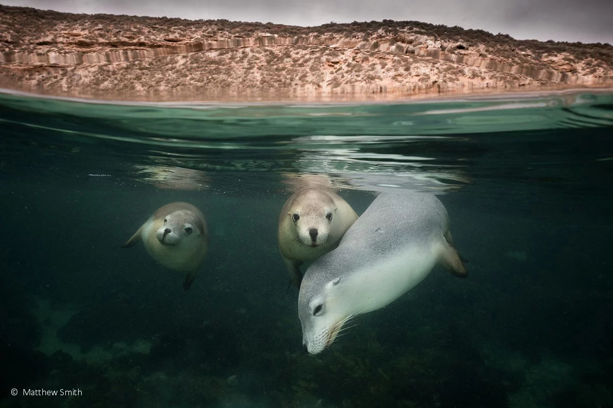 Portfolio Prize winner: Australian Sea Lion Family Portrait, Australia sea lion (Neophoca cinerea), by Matty Smith – This intimate family portrait was snapped after other snorkelers had left and the sea lions had grown comfortable with the photographer’s presence