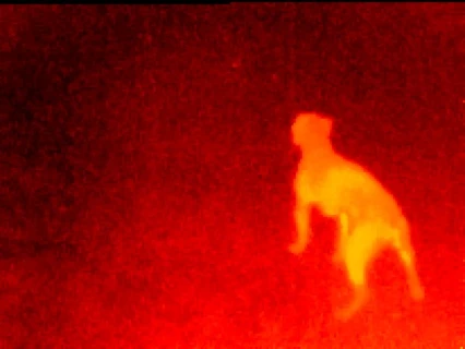 Seek Thermal detecting an animal in the dark