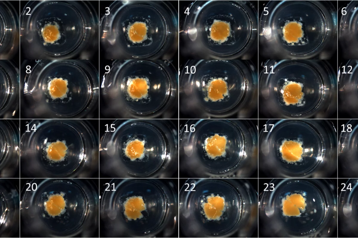 A batch of exVive3D three-dimensional liver models (Photo: Organovo)