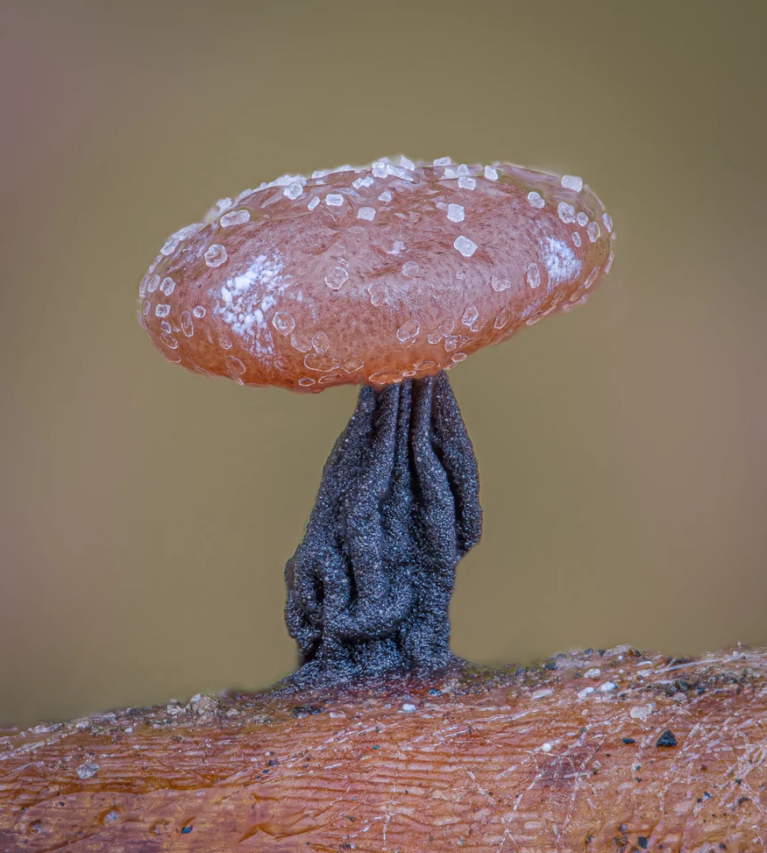 Nikon Small World. Honorable Mention. Slime mold (Didymium clavus). 10X (Objective Lens Magnification)