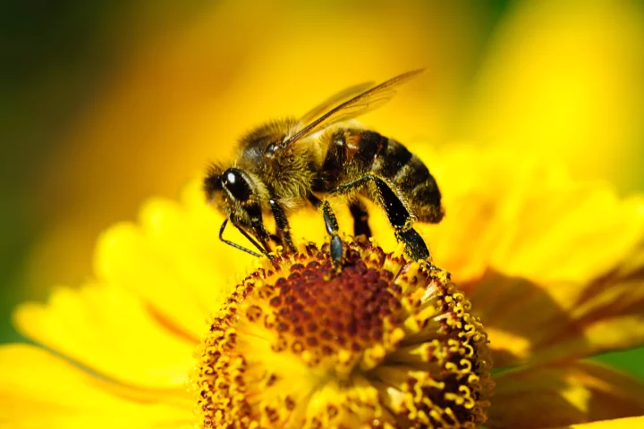 The development of pesticides that eliminate other pests but leave bees unharmed could help arrest the decline of bee populations