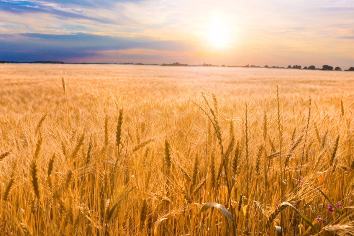 New research is revealing that rising CO2 levels in the atmosphere could affect the nutritional value of the food we grow