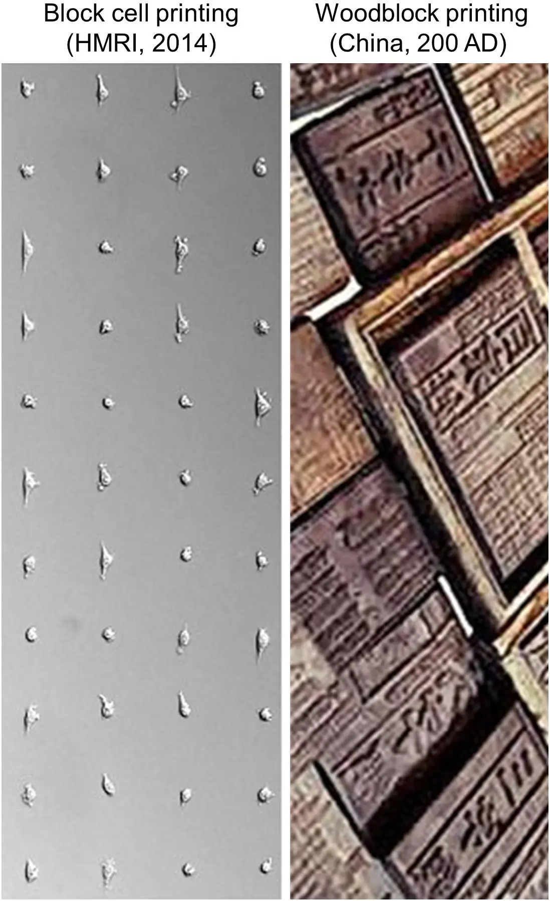 Current inkjet printers adapted to print living cells cost upwards of USD10, 000 with a cell survival rate of around 50 percent this simple new technique could see the cell stamps produced for around $1