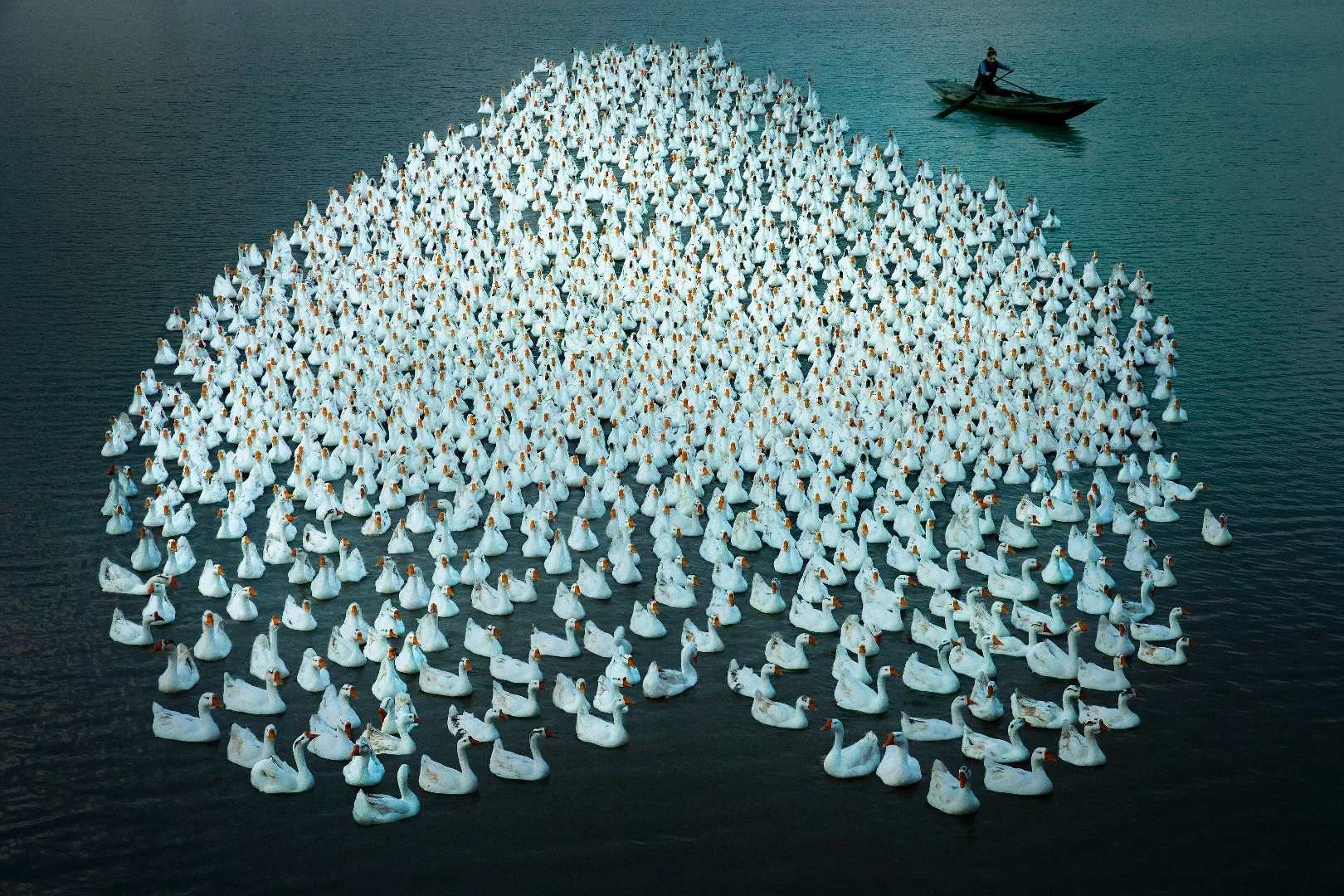Gaoyou, Jiangsu, China, the living scenes of local poultry breeding. The farmers here have a tradition of raising geese