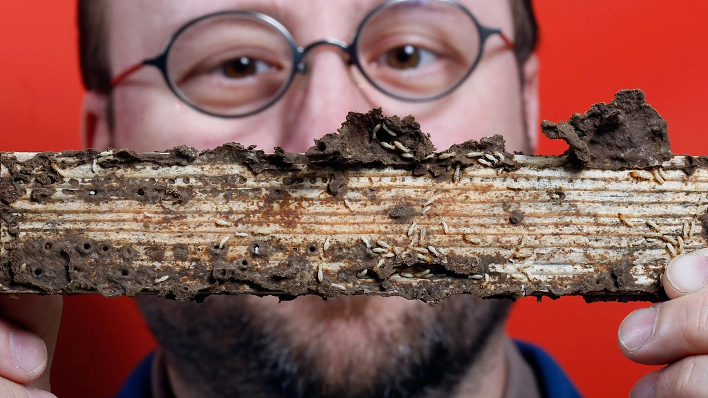 Mike Scharf's work with termites has shown that the insects' digestive systems may help break down woody biomass for biofuel production (Image: Purdue Agricultural Communication photo/Tom Campbell)