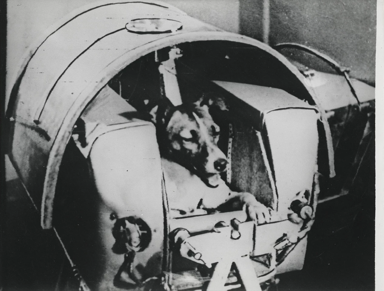 Photograph of Laika, the first animal to orbit the Earth, taken just before launch on November 3, 1957 | Sold for: $6,314 (£4,750) by Christie's on November 20, 2020