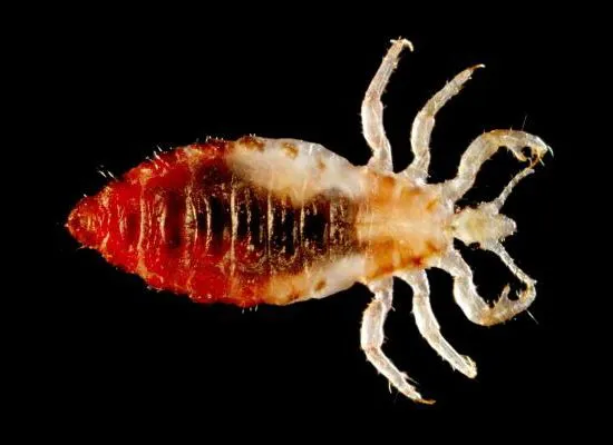An uncomfortably-large image of a body louse (Photo: Frank Collins, Ph.D)