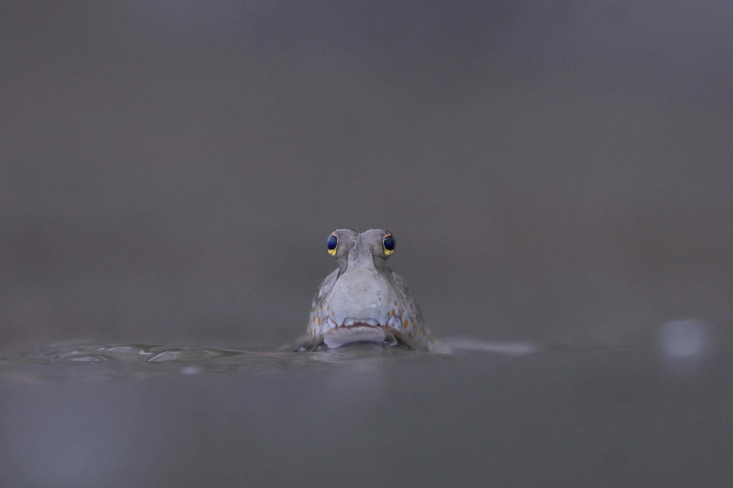 'Eye Contact', Katanyou Wuttichaitanakorn, Thailand (Young Mangrove Photographer of the Year Winner)