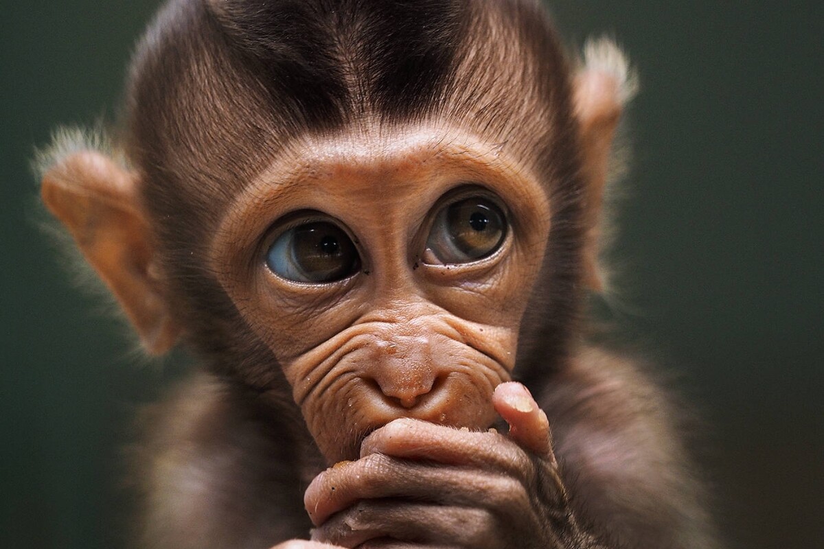 'Baby monkey' by @prabuds (Indonesia)