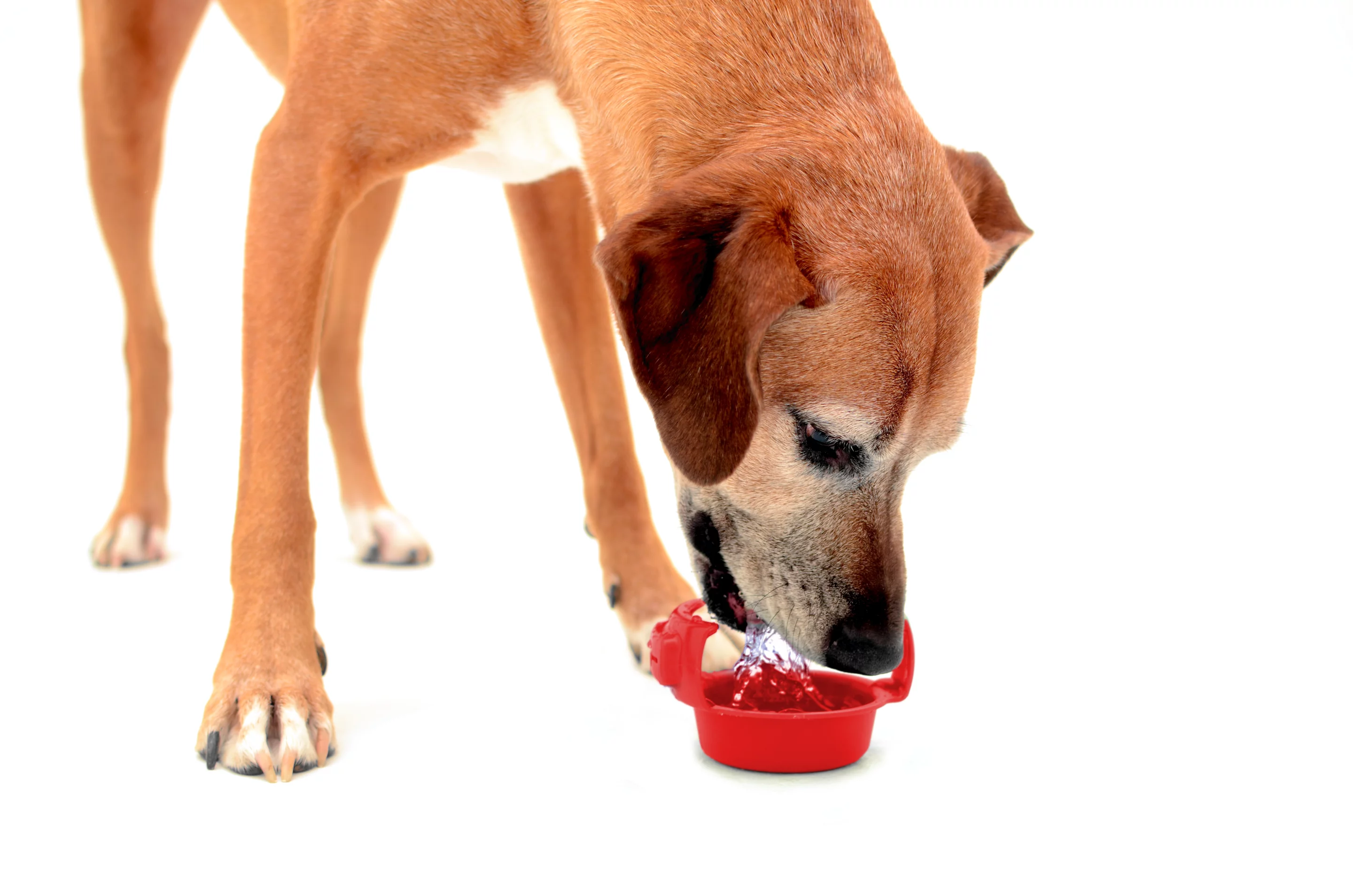 RuffBowl portable dog bowl