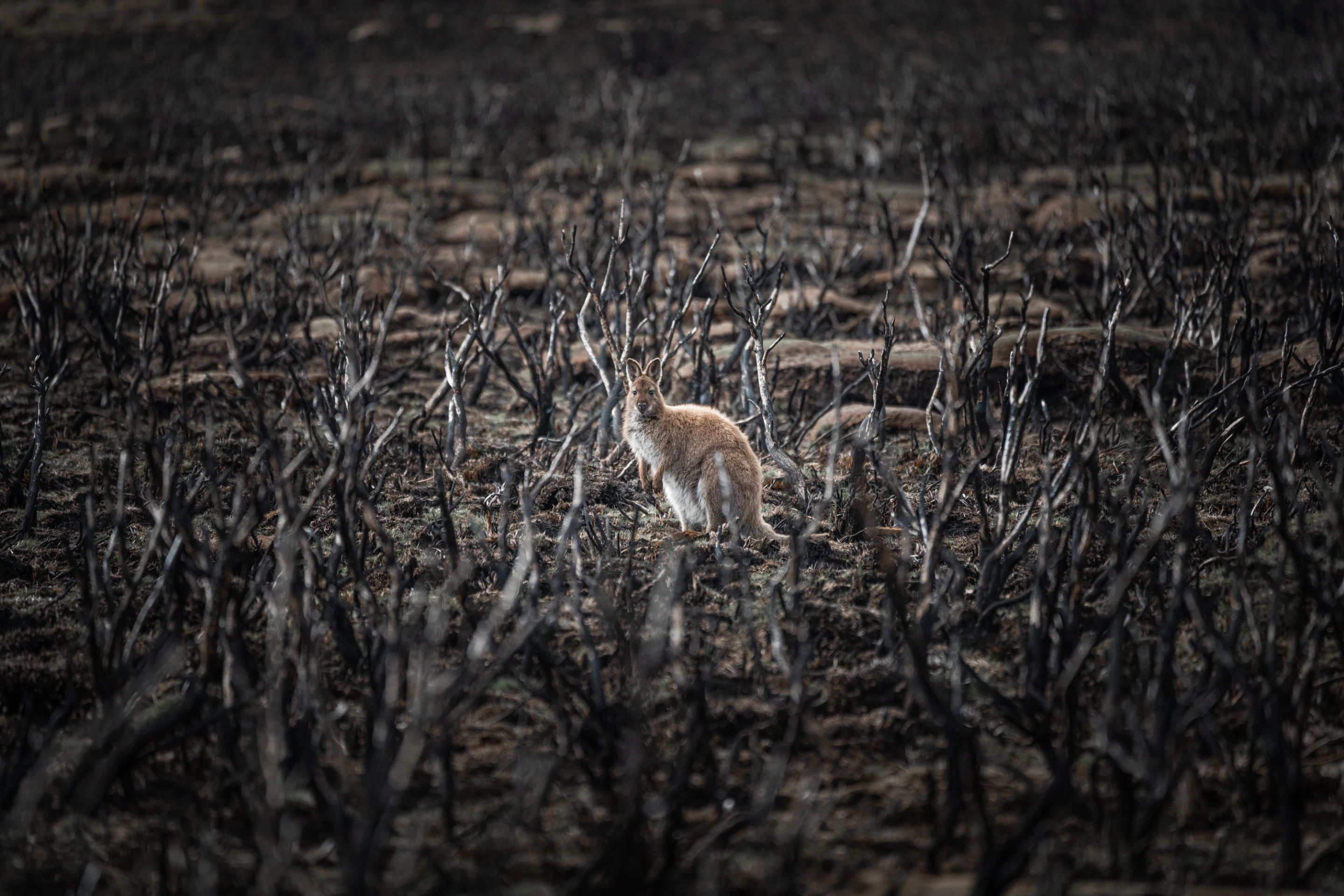 Winner - Project. Series titled 'Ash'. Documenting the 2019 Australian bushfires in Tasmania.