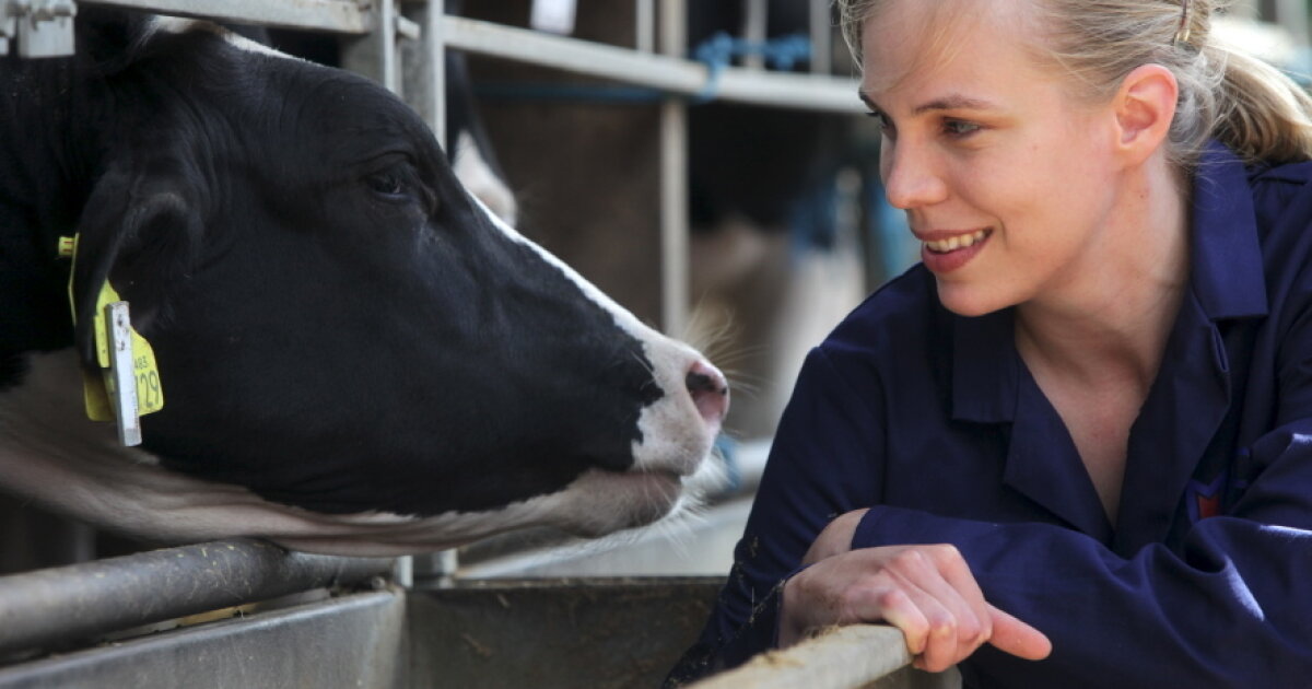 Cows check in for meals using electronic ear tags