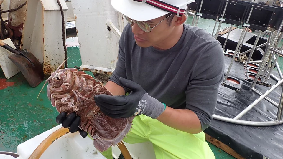 Bathynomus raksasa can grow to well over 30 cm (11.8 in) – more than 30 times larger than most isopods