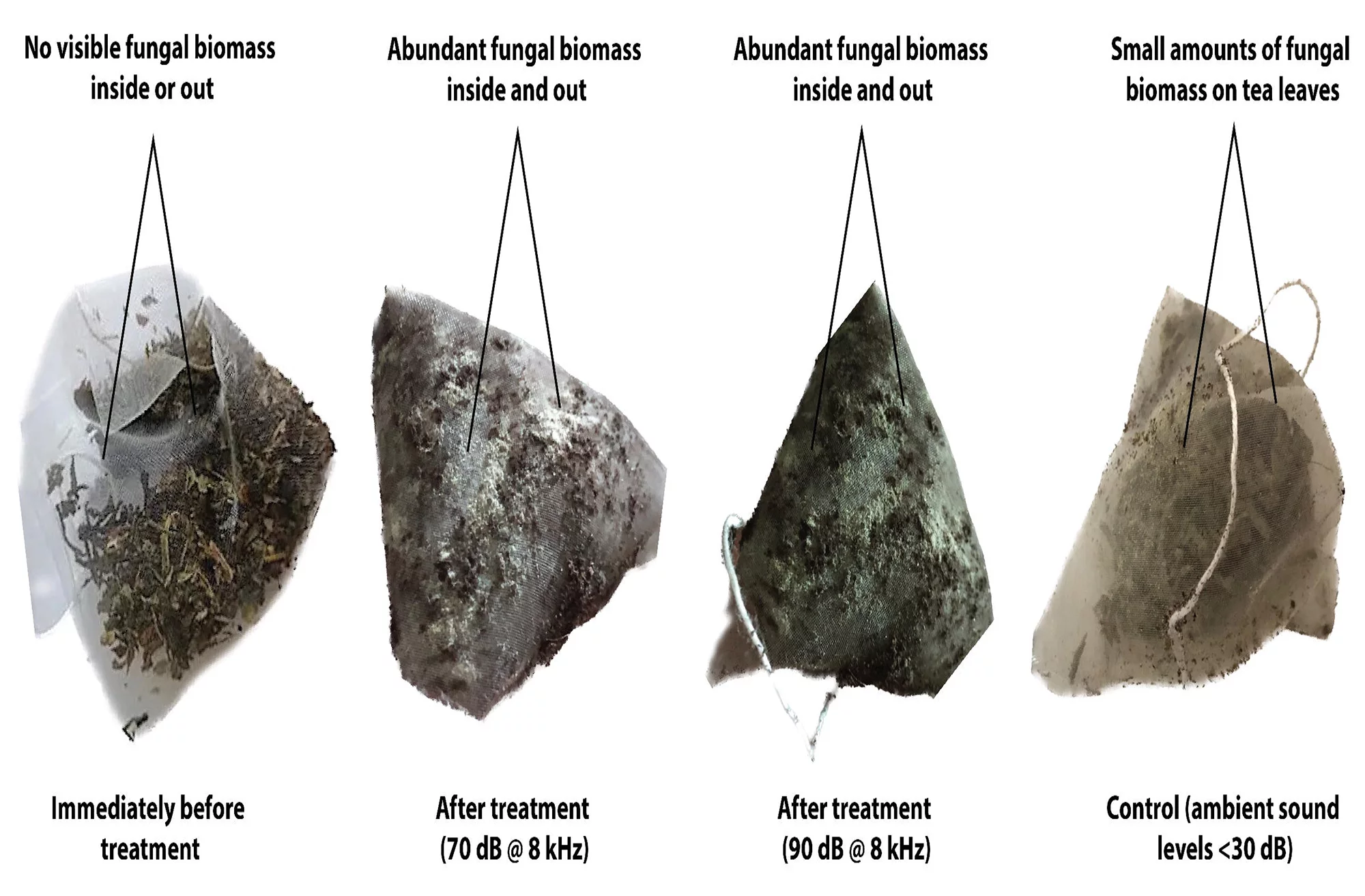 Acoustic stimulation affected how much fungal biomass grew in the teabags