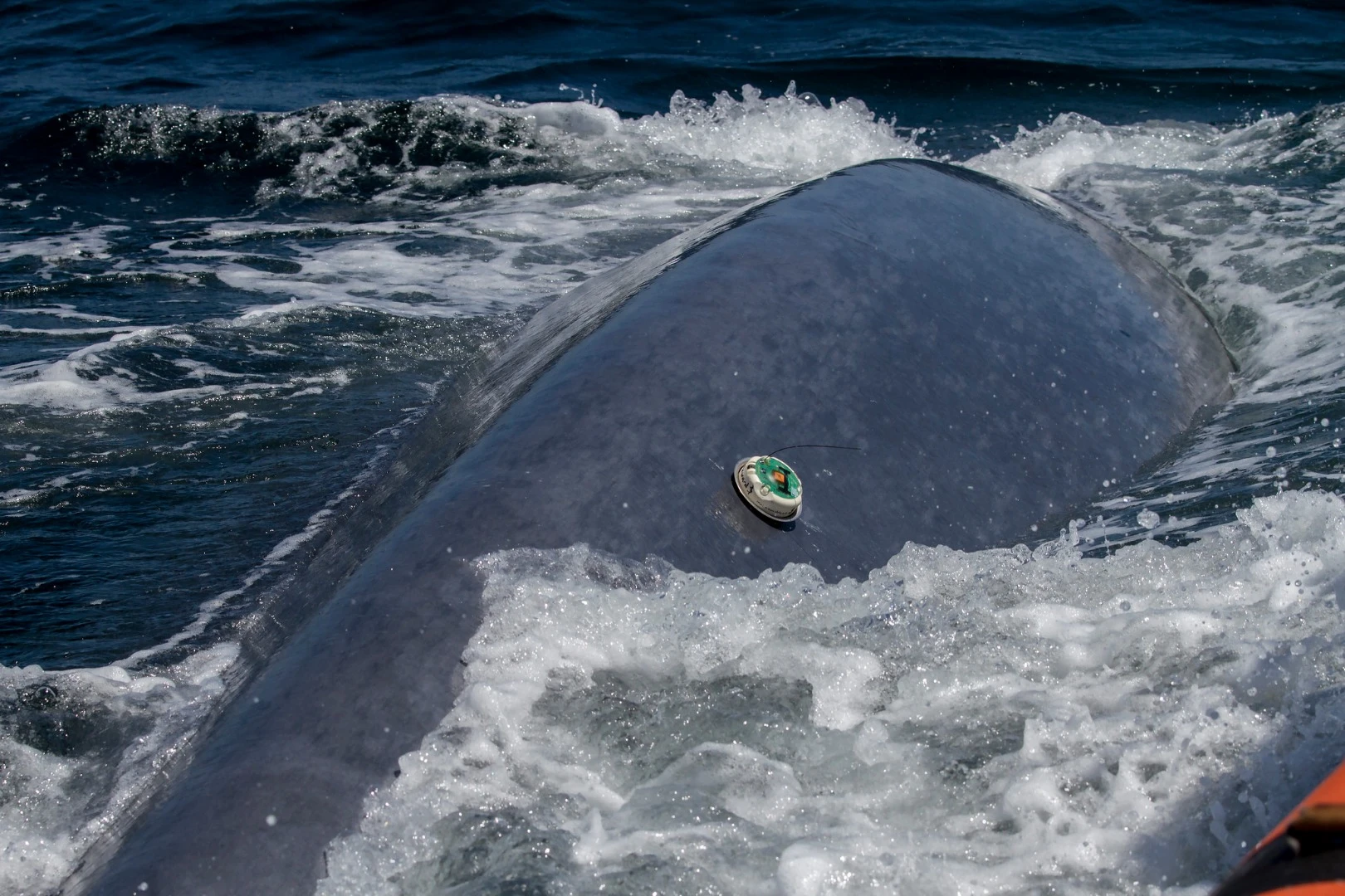 A whale with one of the OSU trackers attached could be quite the marine biologist