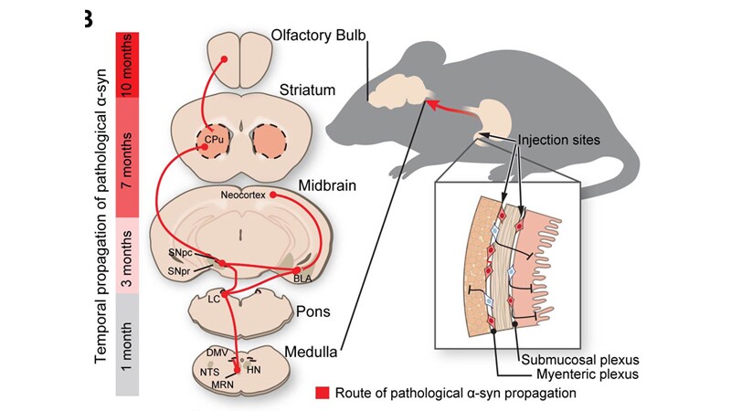 Route of Parkinson’s disease-causing protein propagation in mice