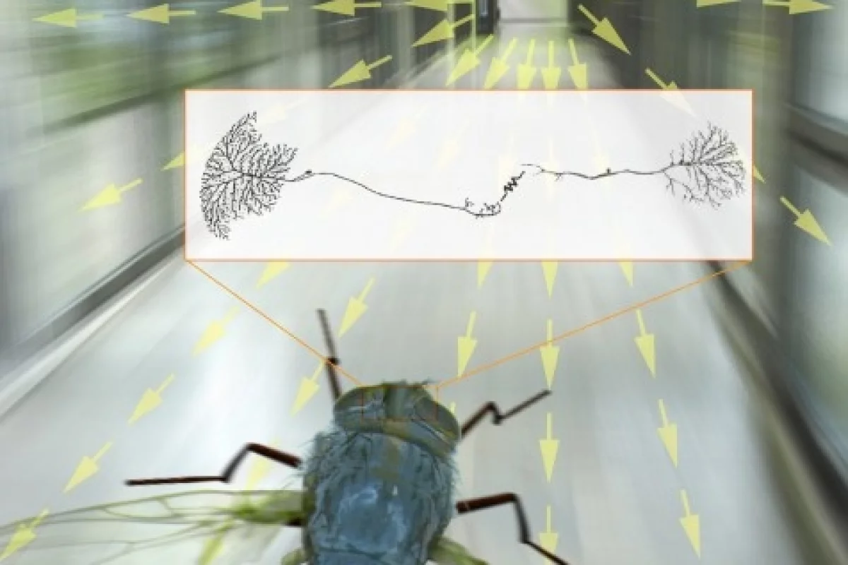 Scientists are using a fly 'flight simulator' to understand how a blowfly can process visual information so quickly(Image: MPI Neurobiology)