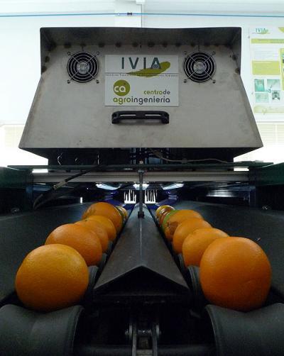 Scientists are using artificial vision technology to detect rotten oranges, and sort citrus fruit by quality (Photo: IVIA)