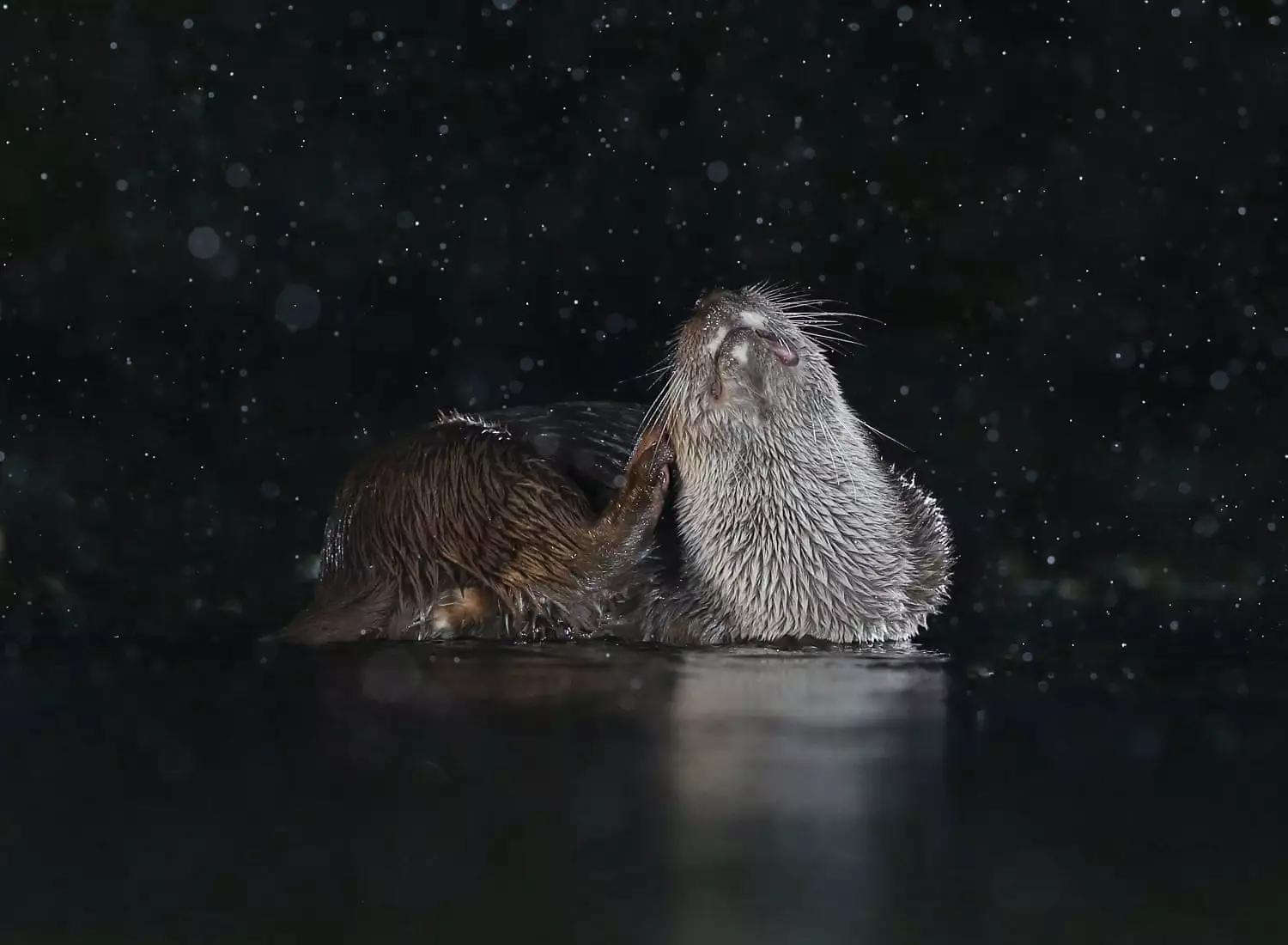 Highly Commended, "Otter Scratching"