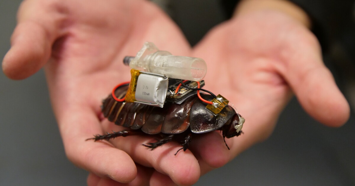 Cockroaches Turned Into Paramedic Cyborgs by Researchers — New Atlas
