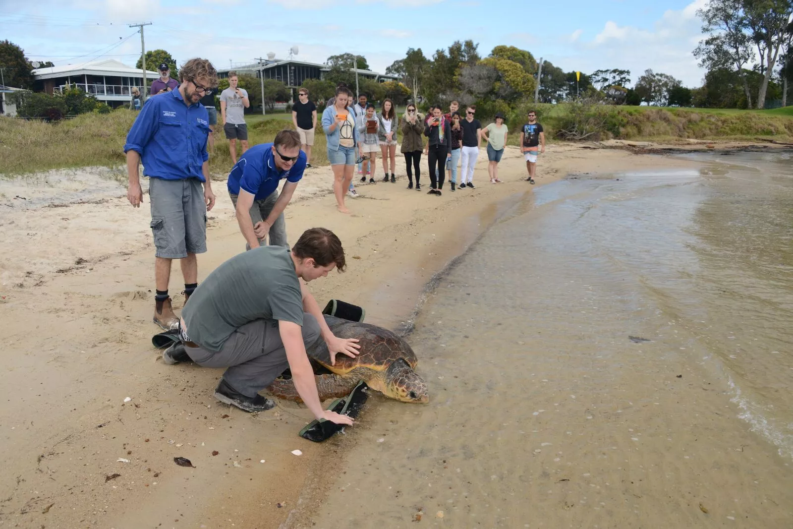 The study is designed to identify sea turtle feeding grounds