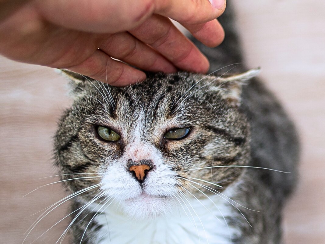 Patting a cat when you're stressed could be a bad idea, study reveals