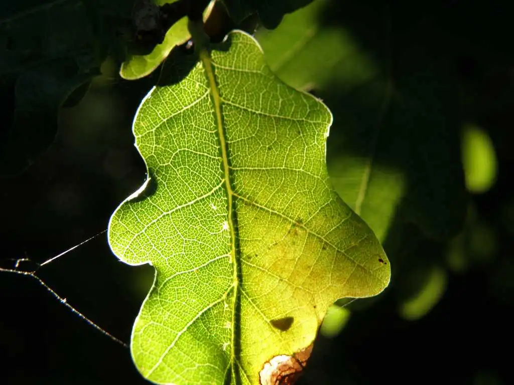 Scientists make a proof-of-concept battery from a carbonized oak leaf