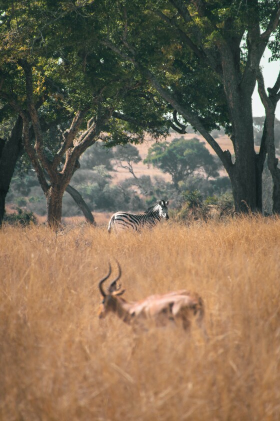 'Watching', Imire Rhino Conservation, Zimbabwe