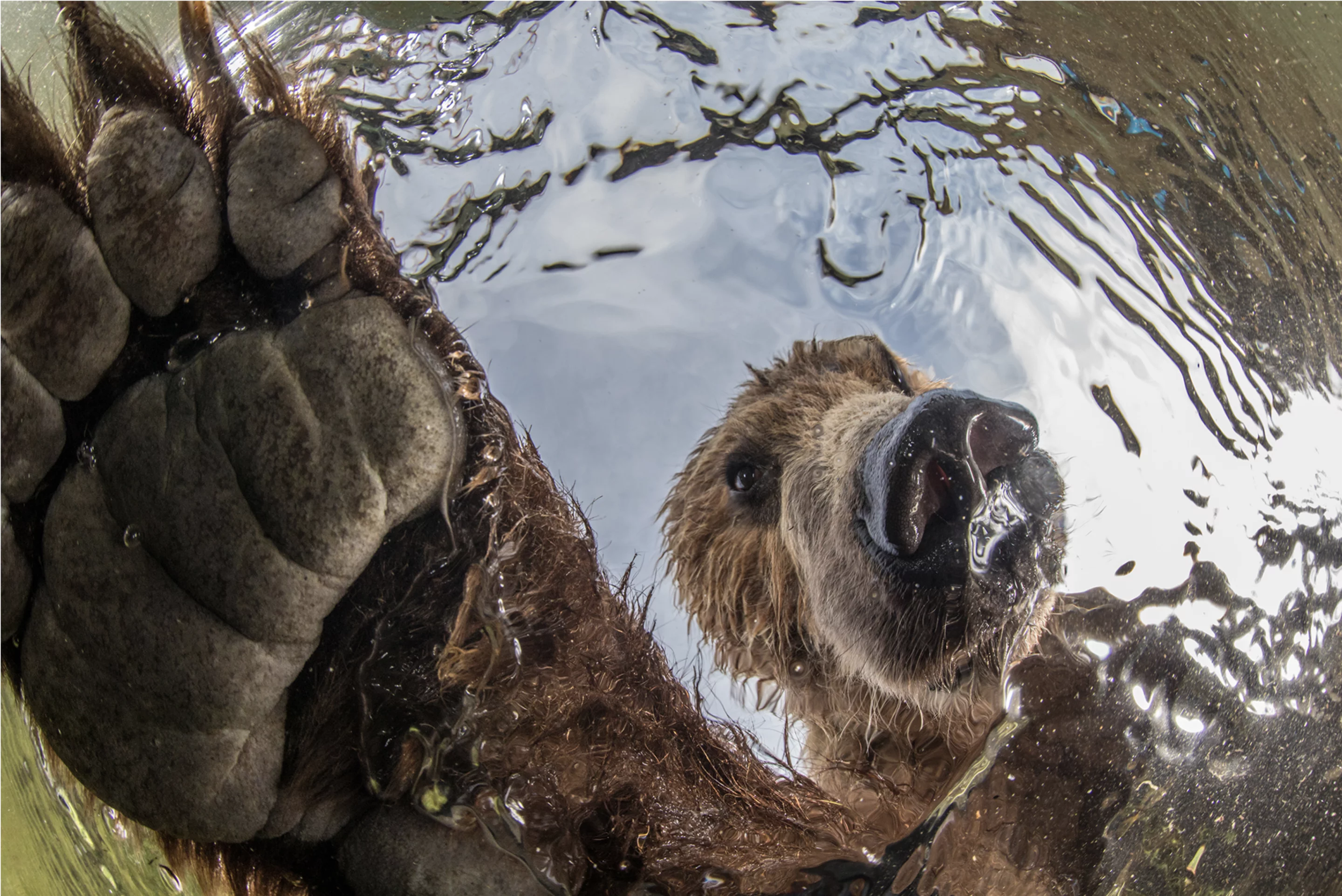 Curiosity by Mikhail Korostelev, Terrestrial Wildlife Winner, South Kamchatka Sanctuary, Russia