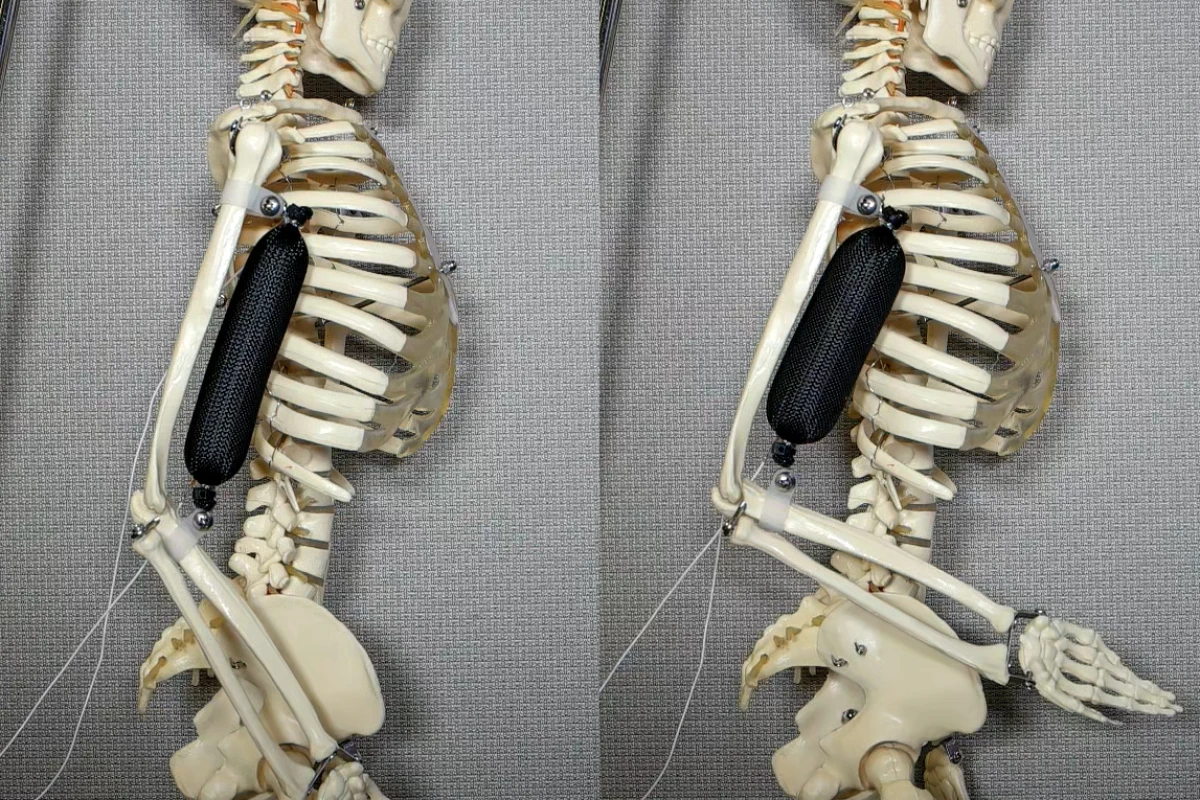 Columbia University engineers have developed a soft actuator that mimics natural muscle, but is three times stronger