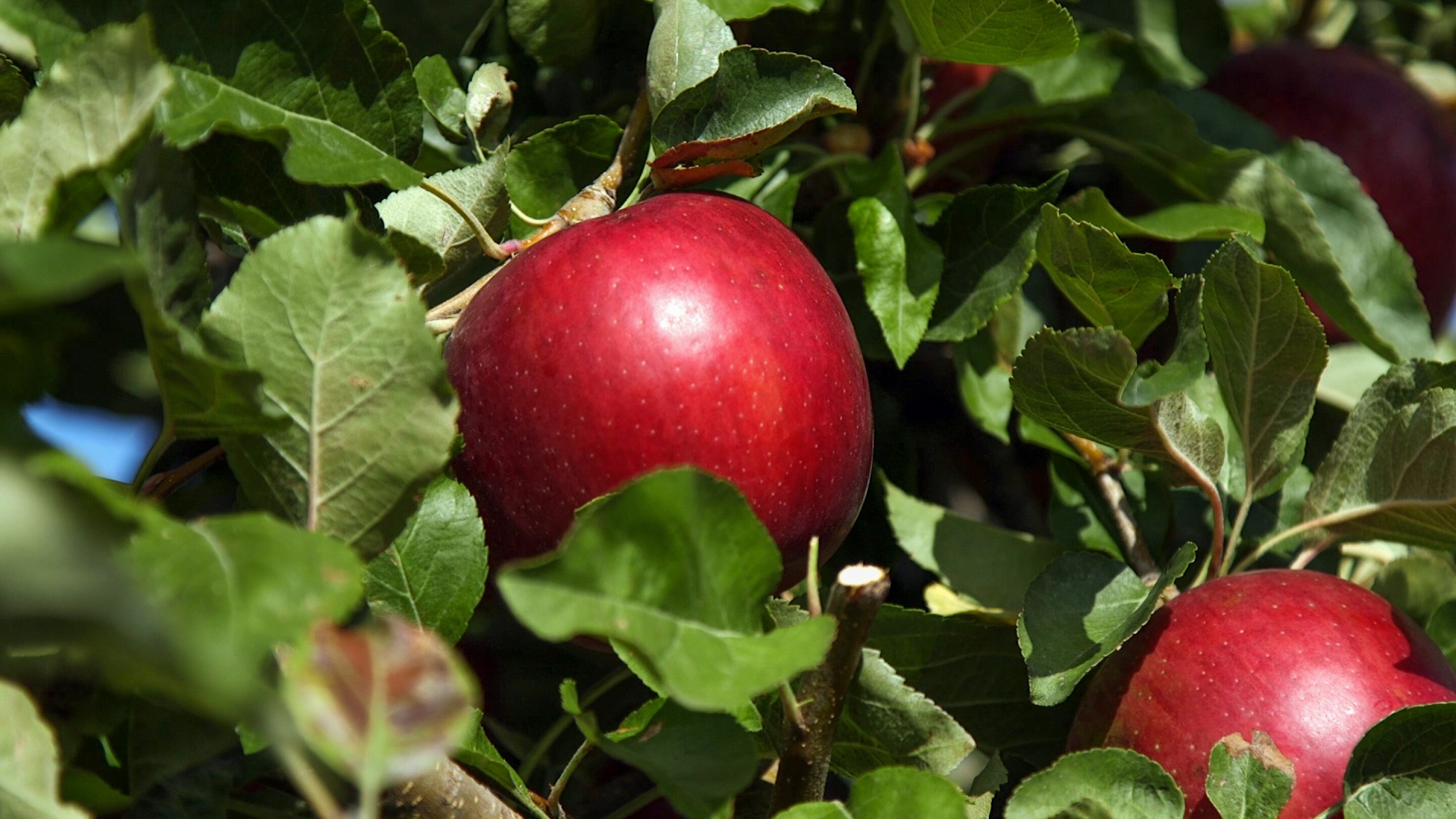 Crossbred Cosmic Crisp apples can stay fresh for a whole year