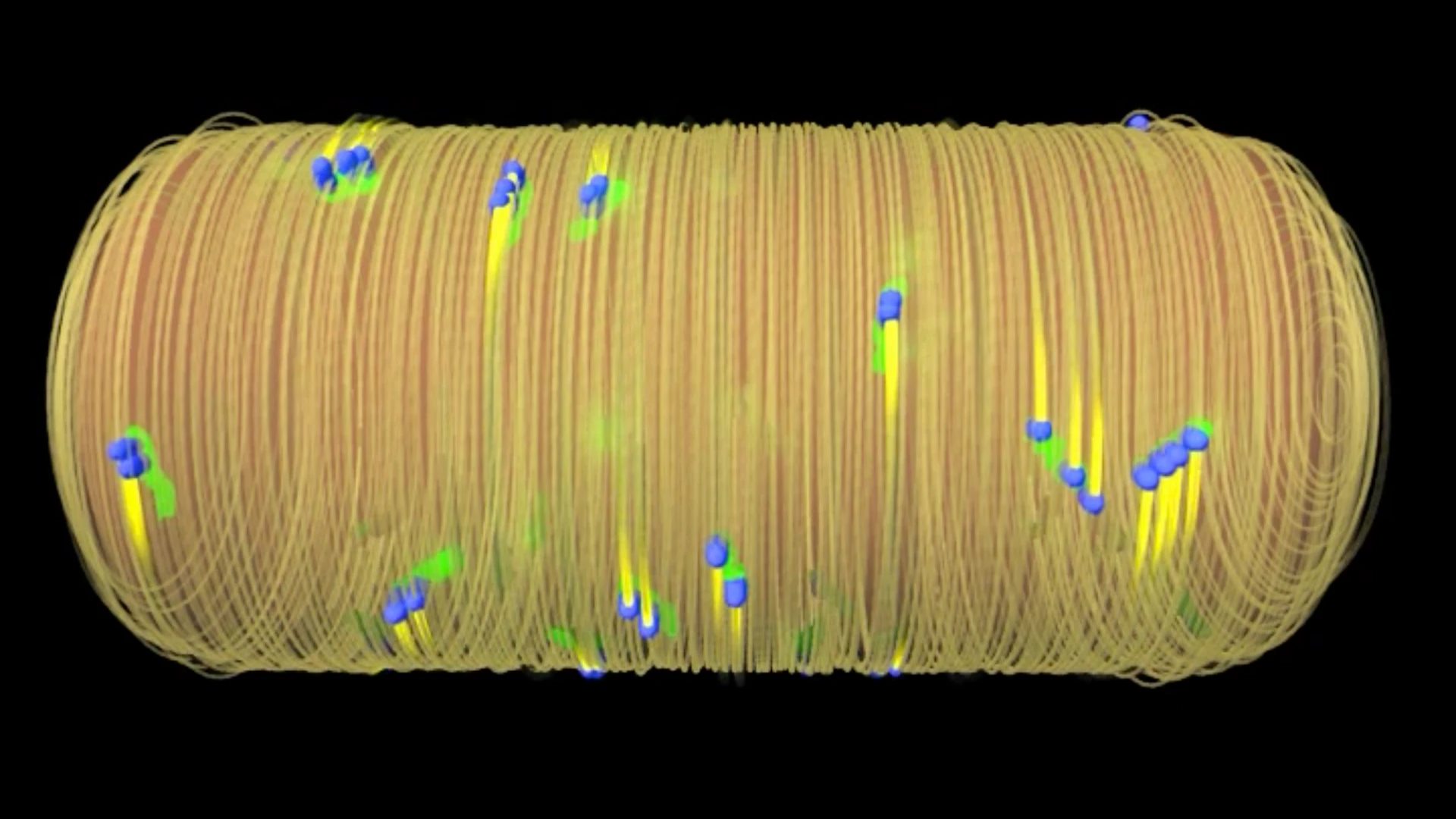 In this artist's rendition of a bacterium, the blue dots represent the cell wall-building protein RodA – and disrupting that protein's function could be key to a new class of antibiotic