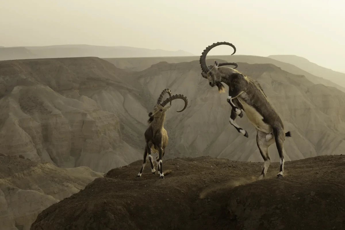 'Life on the edge', Amit Eshel (Israel) – Animals in their environment winner. Canon EOS R5 + 24–70mm f2.8 lens at 45mm; 1/800 at f8; ISO 500