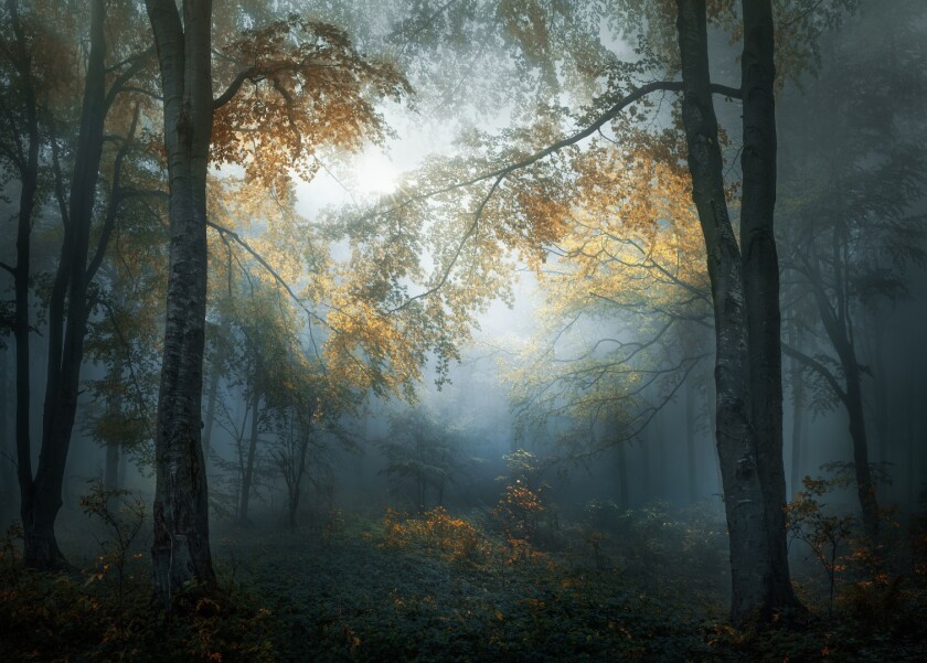 "Early Autumn" in Central Balkan, Bulgaria. Winner of Open Photographer of the Year, Open, Landscape & Nature, 2018 Sony World Photography Awards