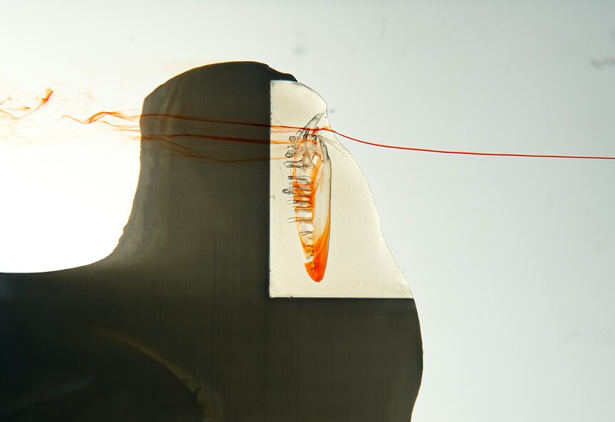 The researchers use a flow tank with red dye to see how the water flows into the nasal cavity of the shark model
