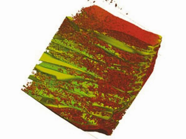 Experiments in a culture dish show that chick heart cells (red) do grow in the scaffold channels (green) at densities similar to those in a living heart (UW)