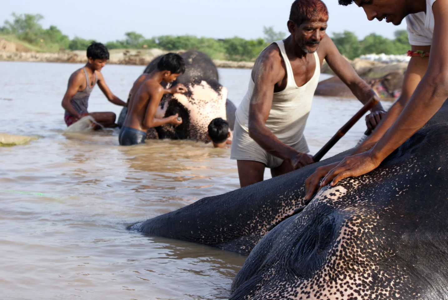 Regular bathing is essential for the elephants to maintain good health (Photo: Rajesh Vora)