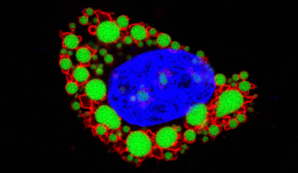 A fluorescent image of a fat cell. The cell is made up of fat droplets (green) surrounded by molecules (red) that control how nutrients enter and exit the nucleus (blue)
