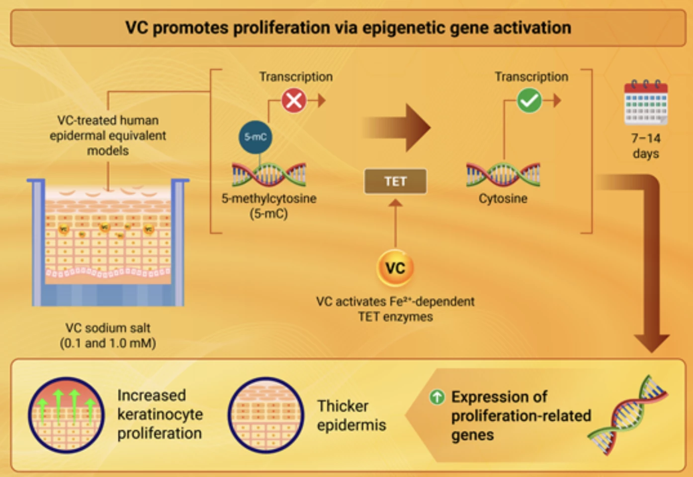 Vitamin C promotes epidermal regeneration by activating enzymes that help in activating genes and driving DNA demethylation, enhancing keratinocyte growth and leading to thicker, healthier skin