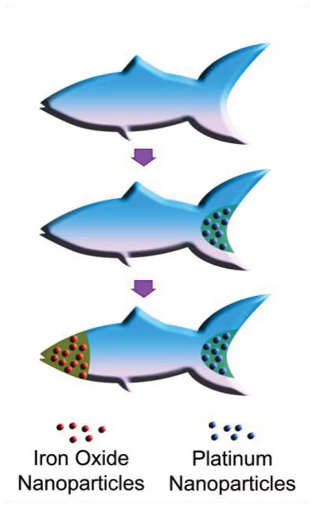 The 3D-printed microfish are loaded up with platinum nanoparticles in the tail and iron oxide nanoparticles in the head, for propulsion and steering, respectively