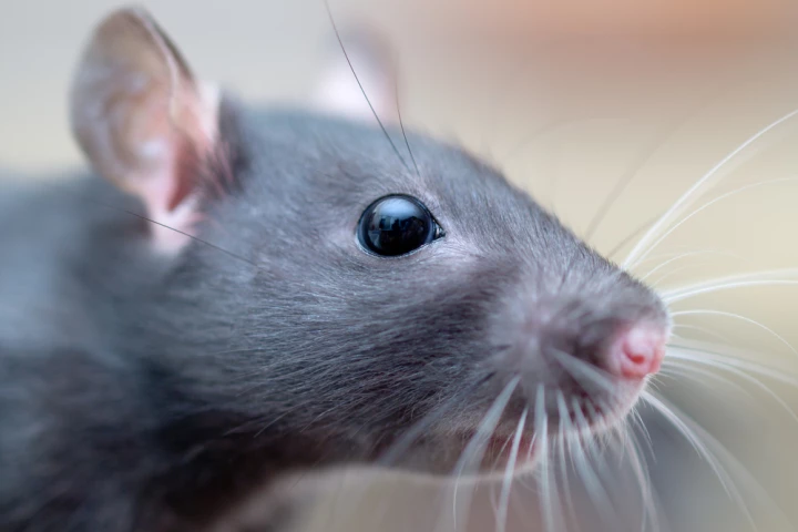Robotic whiskers inspired by those of animals like rats and seals could assist in navigating dark environments