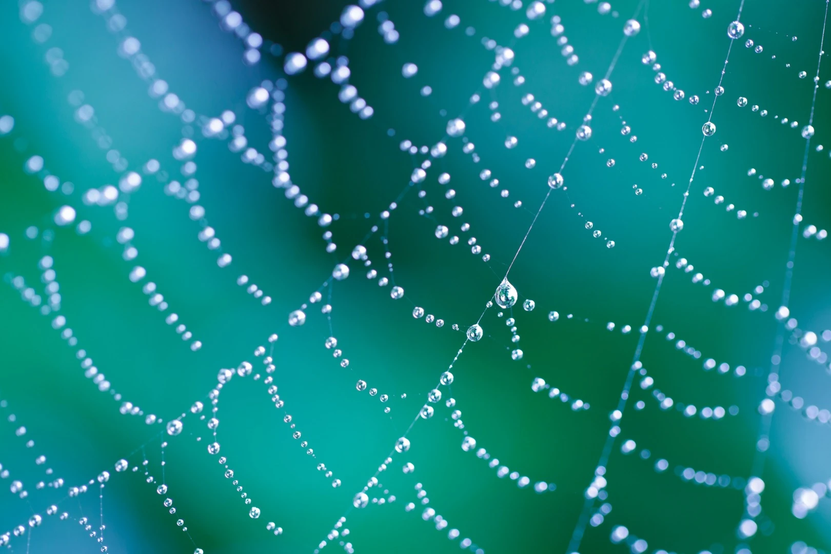 Researchers have discovered that spider silk reacts strangely to moisture, a phenomenon that could be useful in the development of robotic muscles