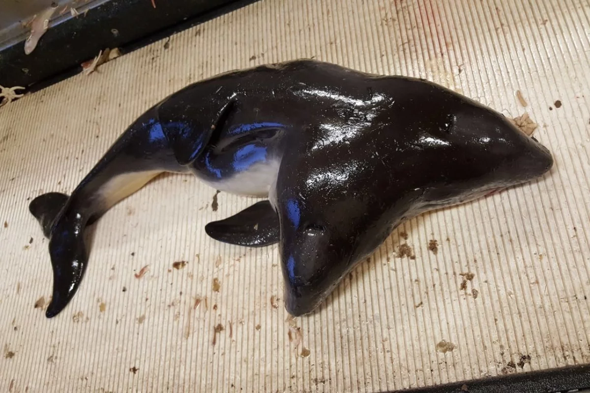 The scientists say the conjoined twins were baby porpoises, as the dorsal fin was not yet erected