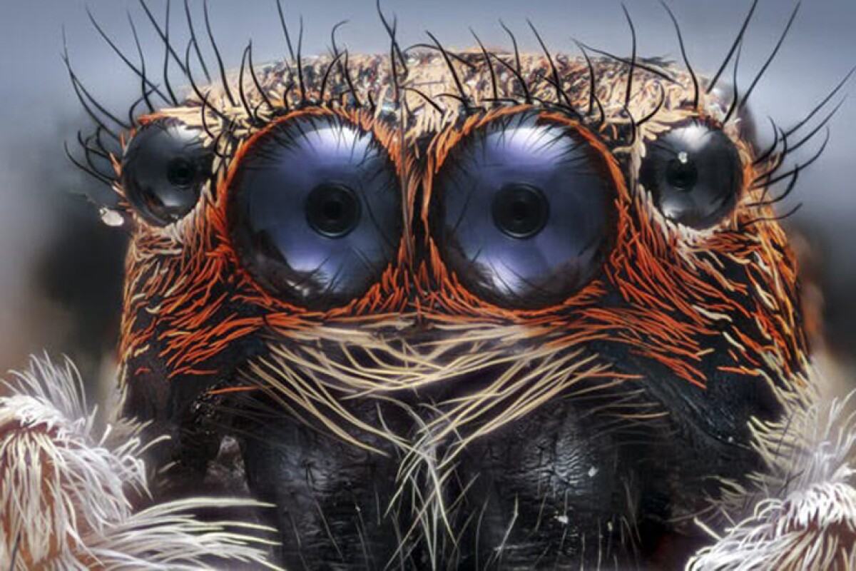 Nikon's Photomicrography contest puts spectacular science under the