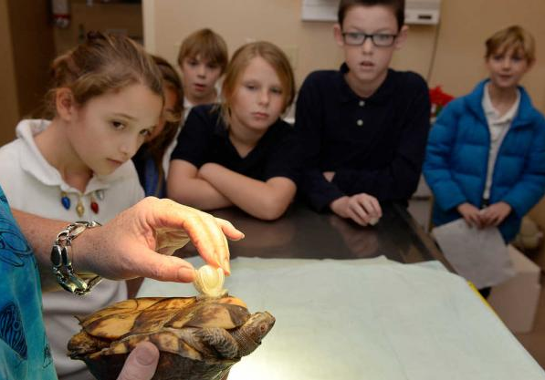Attaching the prosthetic with a dollop of Gorilla glue and allowing some time to dry, the group then flipped Stumpy over and prepared to put her new limb to the test (Photo: Brittany Lohmiller/Savannah Morning News)